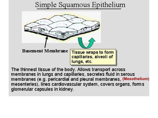 (Mesothelium) 