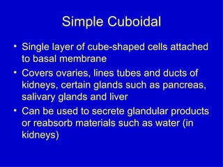 Simple Cuboidal Single layer of cube-shaped cells attached to basal membrane Covers ovaries, lines tubes and ducts of kidneys, certain glands such as pancreas, salivary glands and liver Can be used to secrete glandular products or reabsorb materials such as water (in kidneys) 