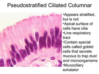 Pseudostratified Ciliated Columnar Appears stratified, but is not Apical surface of cells have cilia Line respiratory tract Contain special cells called goblet cells that secrete mucous to trap dust and microorganisms Mucociliary exhalator 