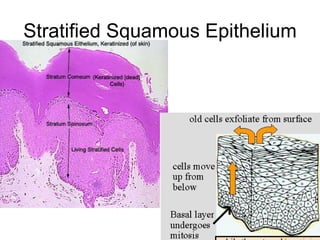 Stratified Squamous Epithelium 
