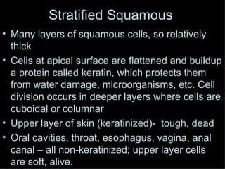 Many layers of squamous cells, so relatively thick Cells at apical surface are flattened and buildup a protein called keratin, which protects them from water damage, microorganisms, etc. Cell division occurs in deeper layers where cells are cuboidal or columnar Upper layer of skin (keratinized)-  tough, dead Oral cavities, throat, esophagus, vagina, anal canal – all non-keratinized; upper layer cells are soft, alive. Stratified Squamous  