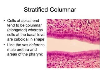 Stratified Columnar Cells at apical end tend to be columnar (elongated) whereas cells at the basal level are cuboidal in shape Line the vas deferens, male urethra and areas of the pharynx 