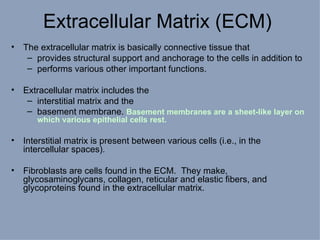 Extracellular Matrix (ECM) The extracellular matrix is basically connective tissue that provides structural support and anchorage to the cells in addition to performs various other important functions.  Extracellular matrix includes the interstitial matrix and the  basement membrane.  Basement membranes are a sheet-like layer on which various epithelial cells rest. Interstitial matrix is present between various cells (i.e., in the intercellular spaces).  Fibroblasts are cells found in the ECM.  They make, glycosaminoglycans, collagen, reticular and elastic fibers, and glycoproteins found in the extracellular matrix.  