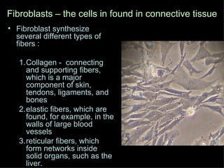 Fibroblasts – the cells in found in connective tissue Fibroblast synthesize several different types of fibers : Collagen -  connecting and supporting fibers, which is a major component of skin, tendons, ligaments, and bones  elastic fibers, which are found, for example, in the walls of large blood vessels reticular fibers, which form networks inside solid organs, such as the liver.  