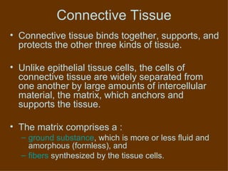 Connective Tissue Connective tissue binds together, supports, and protects the other three kinds of tissue. Unlike epithelial tissue cells, the cells of connective tissue are widely separated from one another by large amounts of intercellular material, the matrix, which anchors and supports the tissue.  The matrix comprises a : ground substance , which is more or less fluid and amorphous (formless), and fibers  synthesized by the tissue cells.  