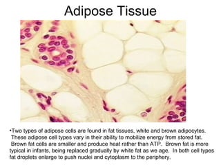 Adipose Tissue Two types of adipose cells are found in fat tissues, white and brown adipocytes.  These adipose cell types vary in their ability to mobilize energy from stored fat.  Brown fat cells are smaller and produce heat rather than ATP.  Brown fat is more typical in infants, being replaced gradually by white fat as we age.  In both cell types fat droplets enlarge to push nuclei and cytoplasm to the periphery.  