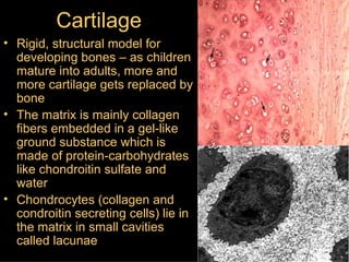 Cartilage Rigid, structural model for developing bones – as children mature into adults, more and more cartilage gets replaced by bone The matrix is mainly collagen fibers embedded in a gel-like ground substance which is made of protein-carbohydrates like chondroitin sulfate   and water Chondrocytes (collagen and condroitin secreting cells) lie in the matrix in small cavities called lacunae 