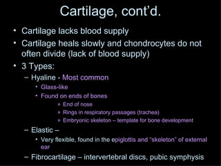 Cartilage, cont’d. Cartilage lacks blood supply Cartilage heals slowly and chondrocytes do not often divide (lack of blood supply)  3 Types:  Hyaline -  Most common Glass-like Found on ends of bones End of nose Rings in respiratory passages (trachea) Embryonic skeleton – template for bone development Elastic –  Very flexible, found in the e piglottis and “skeleton” of external ear Fibrocartilage – intervertebral discs, pubic symphysis 