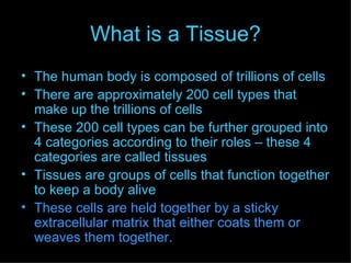 What is a Tissue? The human body is composed of trillions of cells  There are approximately 200 cell types that make up the trillions of cells These 200 cell types can be further grouped into 4 categories according to their roles – these 4 categories are called tissues Tissues are groups of cells that function together to keep a body alive These cells are held together by a sticky extracellular matrix that either coats them or weaves them together. 