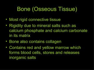 Bone (Osseous Tissue) Most rigid connective tissue Rigidity due to mineral salts such as calcium phosphate and calcium carbonate in its matrix Bone also contains collagen Contains red and yellow marrow which forms blood cells, stores and releases inorganic salts 