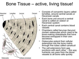 Bone Tissue – active, living tissue! Consists of concentric layers called lamellae, around central canals or Haversian canals Each bone unit around a central canal is called an osteon or Haversian system Each central canal contains blood vessels Chambers called lacunae (lacuna) contain osteocytes which used to be bone-making osteoblasts that have become entrapped in their own secretions. Osteocytes extend their cellular extensions into the bone matrix through fine tubes called canaliculi The cell extensions form gap junctions with each other  - this way nutrients can pass from the blood vessels to all bone cells quickly 
