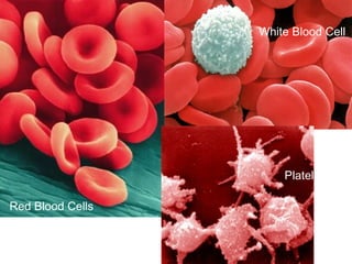 Platelets White Blood Cell Red Blood Cells 
