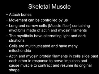 Skeletal Muscle Attach bones Movement can be controlled by us Long and narrow cells (Muscle fiber) containing myofibrils made of actin and myosin filaments The myofibrils have alternating light and dark striations Cells are multinucleated and have many mitochondria Actin and myosin protein filaments in cells slide past each other in response to nerve impulses and cause muscle to contract and resume its original shape. 