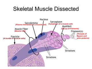 Skeletal Muscle Dissected (Threads of Myosin and actin proteins) (A bundle of muscle cells) (Muscle Cell) (Cytoplasm of a muscle cell) (Plasma membrane of a muscle cell) (Group of Filaments) 