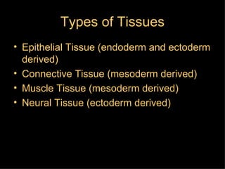 Types of Tissues Epithelial Tissue (endoderm and ectoderm derived) Connective Tissue (mesoderm derived) Muscle Tissue (mesoderm derived) Neural Tissue (ectoderm derived) 