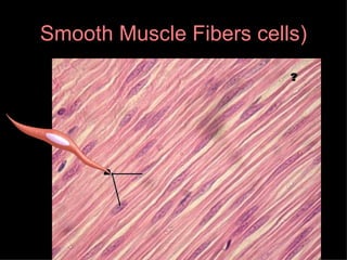 Smooth Muscle Fibers cells) 