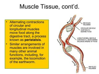 Muscle Tissue, cont’d. Alternating contractions of circular and longitudinal muscles move food along the digestive tract, a process known as  peristalsis .  Similar arrangements of muscles are involved in many other animal functions, including, for example, the locomotion of the earthworm. 