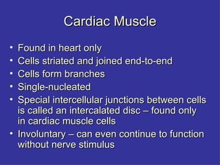Cardiac Muscle Found in heart only Cells striated and joined end-to-end Cells form branches Single-nucleated Special intercellular junctions between cells is called an intercalated disc – found only in cardiac muscle cells Involuntary – can even continue to function without nerve stimulus 