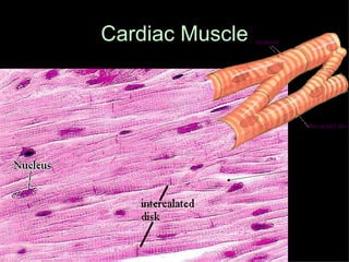 Cardiac Muscle Branching 