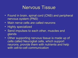 Nervous Tissue Found in brain, spinal cord (CNS) and peripheral nervous system (PNS) Main nerve cells are called neurons Highly specialized Send impulses to each other, muscles and glands Other supporting nervous tissue is made up of cells called Neuroglial cells, which support neurons, provide them with nutrients and help with cell-to-cell communication 