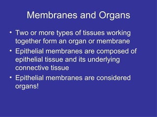 Membranes and Organs Two or more types of tissues working together form an organ or membrane Epithelial membranes are composed of epithelial tissue and its underlying connective tissue Epithelial membranes are considered organs! 