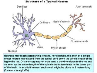 Neurons may reach astonishing lengths. For example, the axon of a single motor neuron may extend from the spinal cord down the whole length of the leg to the toe. Or a sensory neuron may send a dendrite down to the toe and an axon up the entire length of the spinal cord to terminate in the lower part of the brain. In an adult human, such a cell might be close to 2 meters long (5 meters in a giraffe). 