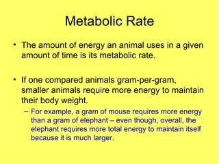 Metabolic Rate The amount of energy an animal uses in a given amount of time is its metabolic rate. If one compared animals gram-per-gram, smaller animals require more energy to maintain their body weight. For example, a gram of mouse requires more energy than a gram of elephant – even though, overall, the elephant requires more total energy to maintain itself because it is much larger. 