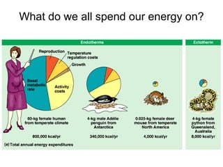 What do we all spend our energy on? 