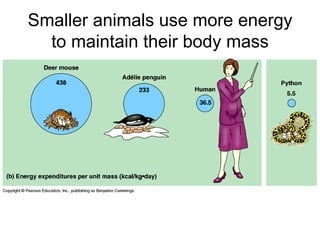 Smaller animals use more energy to maintain their body mass 
