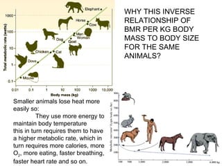 Smaller animals lose heat more easily so: They use more energy to maintain body temperature this in turn requires them to have a higher metabolic rate, which in turn requires more calories, more O 2 , more eating, faster breathing, faster heart rate and so on.  WHY THIS INVERSE RELATIONSHIP OF BMR PER KG BODY MASS TO BODY SIZE FOR THE SAME ANIMALS? 