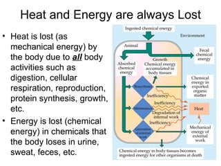 Heat and Energy are always Lost Heat is lost (as mechanical energy) by the body due to  all  body activities such as digestion, cellular respiration, reproduction, protein synthesis, growth, etc. Energy is lost (chemical energy) in chemicals that the body loses in urine, sweat, feces, etc. 
