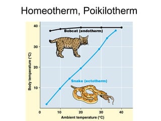 Homeotherm, Poikilotherm 
