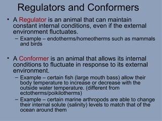 Regulators and Conformers  A  Regulator  is an animal that can maintain constant internal conditions, even if the external environment fluctuates.  Example – endotherms/homeotherms such as mammals and birds A  Conformer  is an animal that allows its internal conditions to fluctuate in response to its external environment. Example – certain fish (large mouth bass) allow their body temperature to increase or decrease with the outside water temperature. (different from ectotherms/poikilotherms) Example – certain marine arthropods are able to change their internal solute (salinity) levels to match that of the ocean around them 