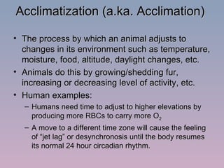 Acclimatization (a.ka. Acclimation) The process by which an animal adjusts to changes in its environment such as temperature, moisture, food, altitude, daylight changes, etc. Animals do this by growing/shedding fur, increasing or decreasing level of activity, etc. Human examples: Humans need time to adjust to higher elevations by producing more RBCs to carry more O 2 A move to a different time zone will cause the feeling of “jet lag” or desynchronosis until the body resumes its normal 24 hour circadian rhythm. 