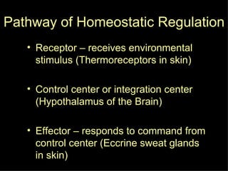 Pathway of Homeostatic Regulation Receptor – receives environmental stimulus (Thermoreceptors in skin) Control center or integration center (Hypothalamus of the Brain) Effector – responds to command from control center (Eccrine sweat glands in skin) 
