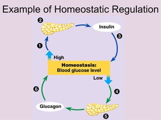 Example of Homeostatic Regulation 