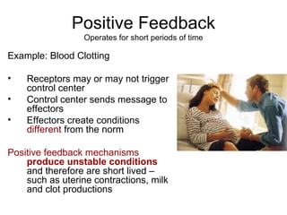 Positive Feedback Operates for short periods of time Example: Blood Clotting Receptors may or may not trigger control center Control center sends message to effectors Effectors create conditions  different  from the norm Positive feedback mechanisms   produce unstable conditions  and therefore are short lived – such as uterine contractions, milk and clot productions 