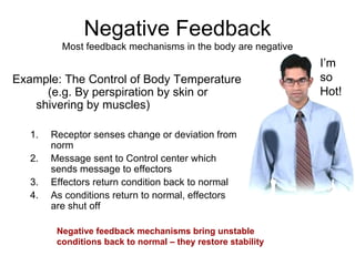 Negative Feedback Most feedback mechanisms in the body are negative Example: The Control of Body Temperature  (e.g. By perspiration by skin or shivering by muscles) Receptor senses change or deviation from norm Message sent to Control center which sends message to effectors Effectors return condition back to normal As conditions return to normal, effectors are shut off I’m so Hot! Negative feedback mechanisms   bring unstable conditions back to normal – they restore stability 