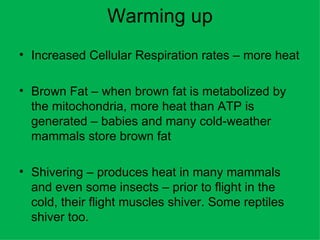 Warming up Increased Cellular Respiration rates – more heat Brown Fat – when brown fat is metabolized by the mitochondria, more heat than ATP is generated – babies and many cold-weather mammals store brown fat Shivering – produces heat in many mammals and even some insects – prior to flight in the cold, their flight muscles shiver. Some reptiles shiver too. 