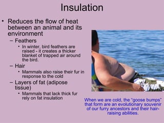Insulation Reduces the flow of heat between an animal and its environment Feathers  In winter, bird feathers are raised - it creates a thicker blanket of trapped air around the bird. Hair Mammals also raise their fur in response to the cold Layers of fat (adipose tissue) Mammals that lack thick fur rely on fat insulation When we are cold, the “goose bumps” that form are an evolutionary souvenir of our furry ancestors and their hair-raising abilities. 