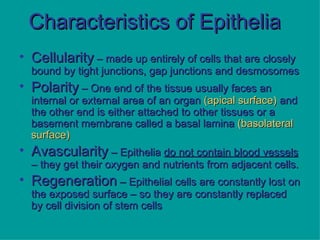 Characteristics of Epithelia Cellularity  – made up entirely of cells that are closely bound by tight junctions, gap junctions and desmosomes Polarity  – One end of the tissue usually faces an internal or external area of an organ  (apical surface)  and the other end is either attached to other tissues or a basement membrane called a basal lamina  (basolateral surface) Avascularity  – Epithelia  do not contain blood vessels  – they get their oxygen and nutrients from adjacent cells. Regeneration  – Epithelial cells are constantly lost on the exposed surface – so they are constantly replaced by cell division of stem cells 
