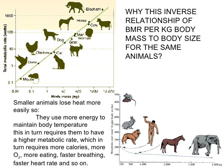 Animal Tissues And Homeostasis