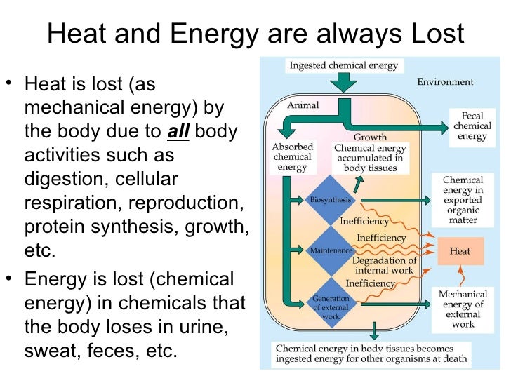 Animal Tissues And Homeostasis