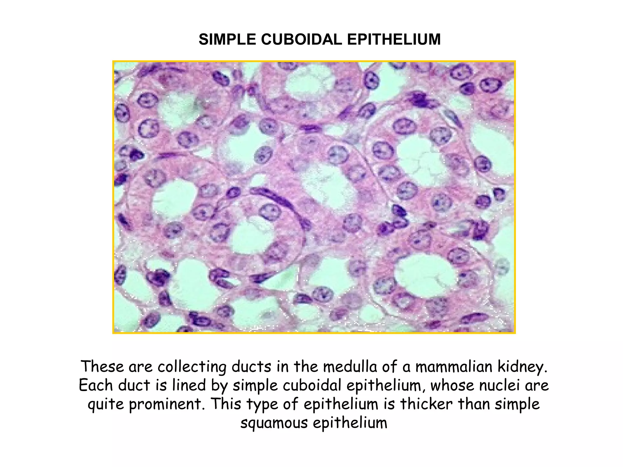 These are collecting ducts in the medulla of a mammalian kidney.
Each duct is lined by simple cuboidal epithelium, whose nuclei are
quite prominent. This type of epithelium is thicker than simple
squamous epithelium
SIMPLE CUBOIDAL EPITHELIUM
 