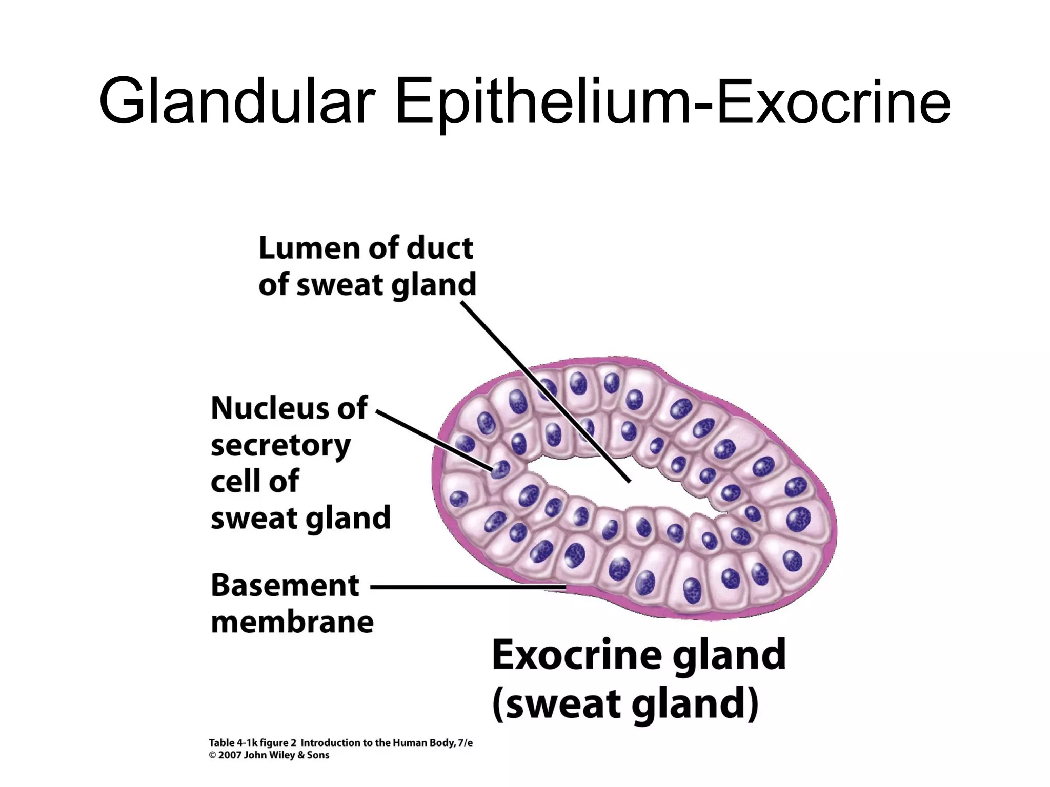 Glandular Epithelium-Exocrine
 