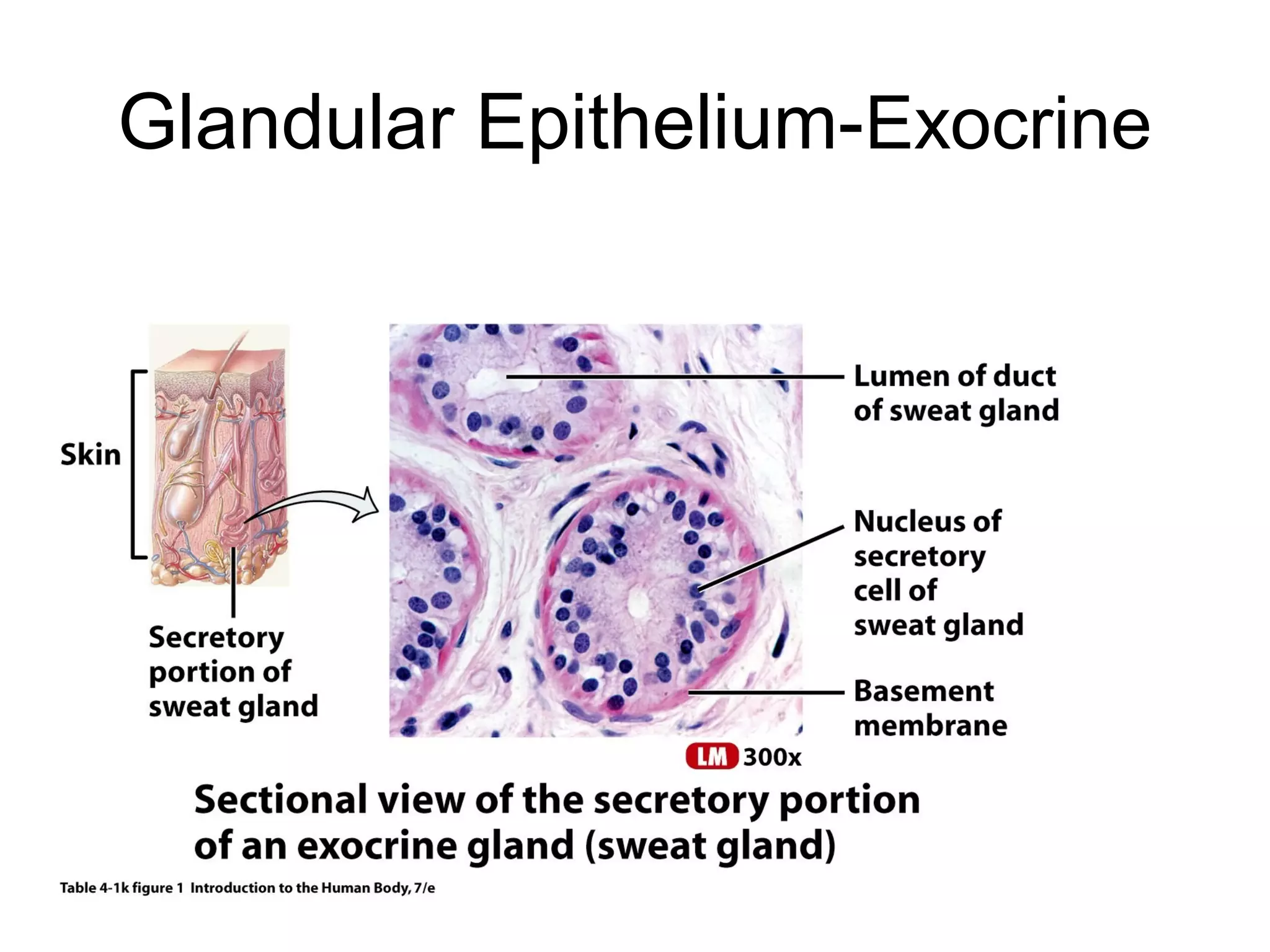 Glandular Epithelium-Exocrine
 