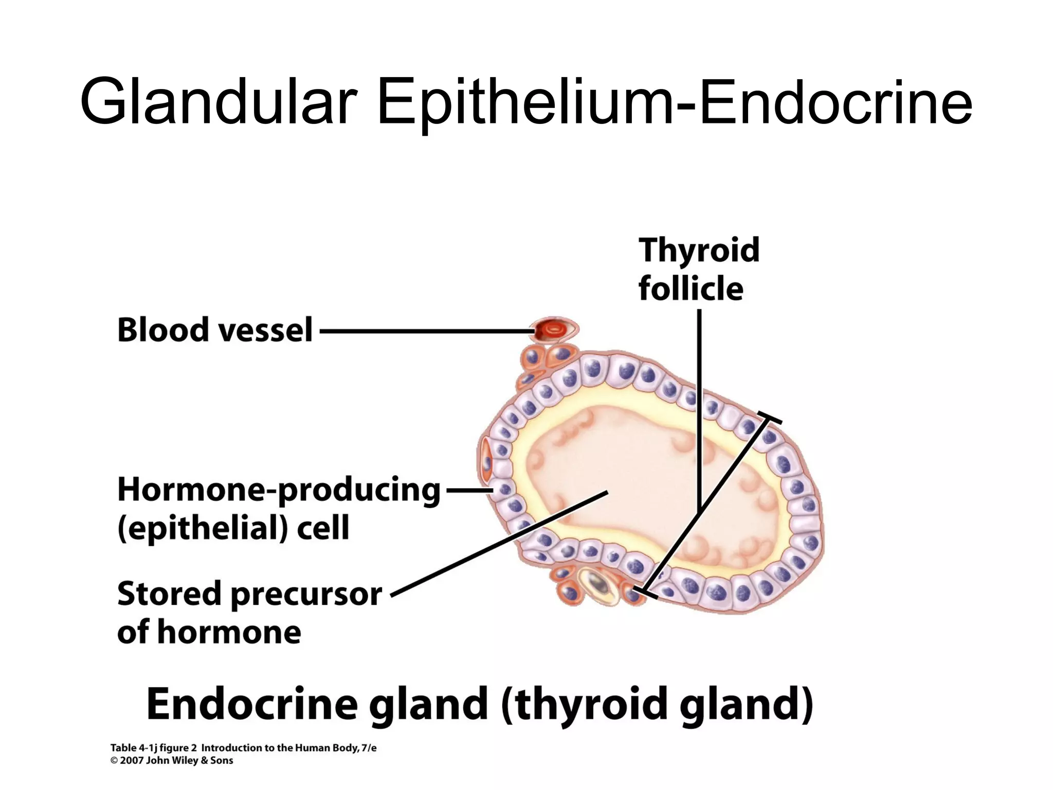 Glandular Epithelium-Endocrine
 