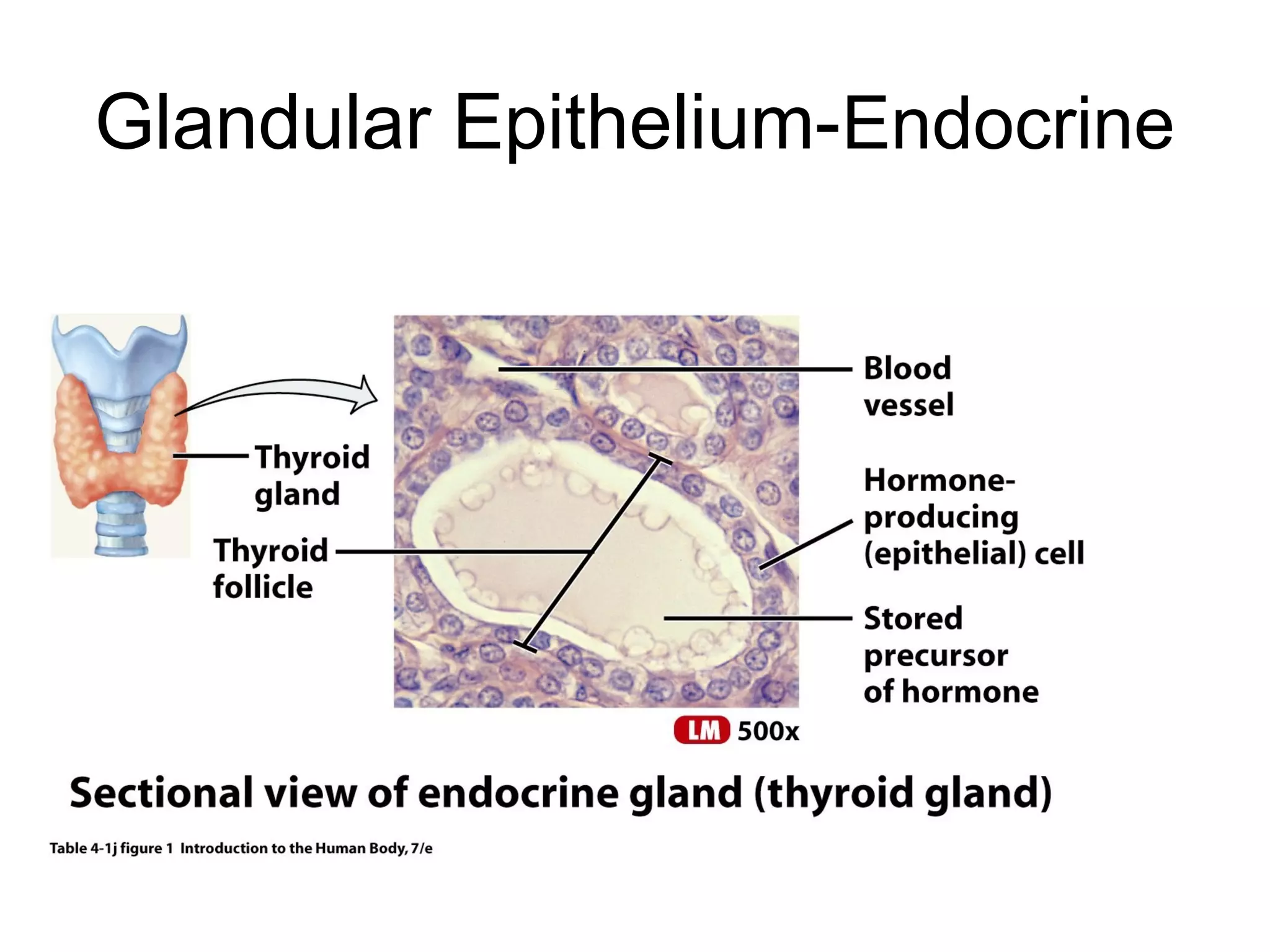 Glandular Epithelium-Endocrine
 