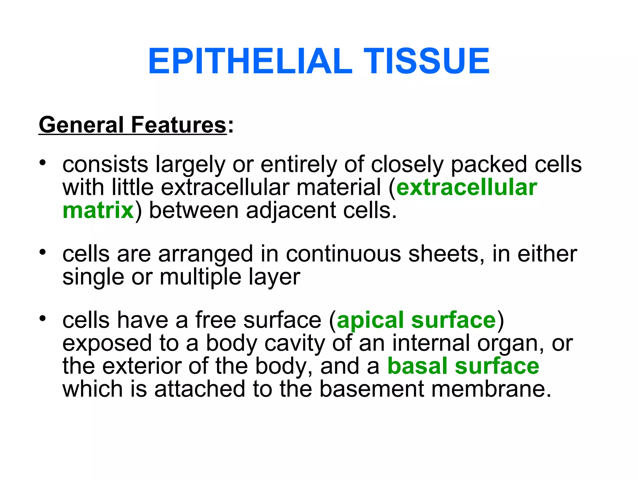 EPITHELIAL TISSUE
General Features:
• consists largely or entirely of closely packed cells
with little extracellular material (extracellular
matrix) between adjacent cells.
• cells are arranged in continuous sheets, in either
single or multiple layer
• cells have a free surface (apical surface)
exposed to a body cavity of an internal organ, or
the exterior of the body, and a basal surface
which is attached to the basement membrane.
 