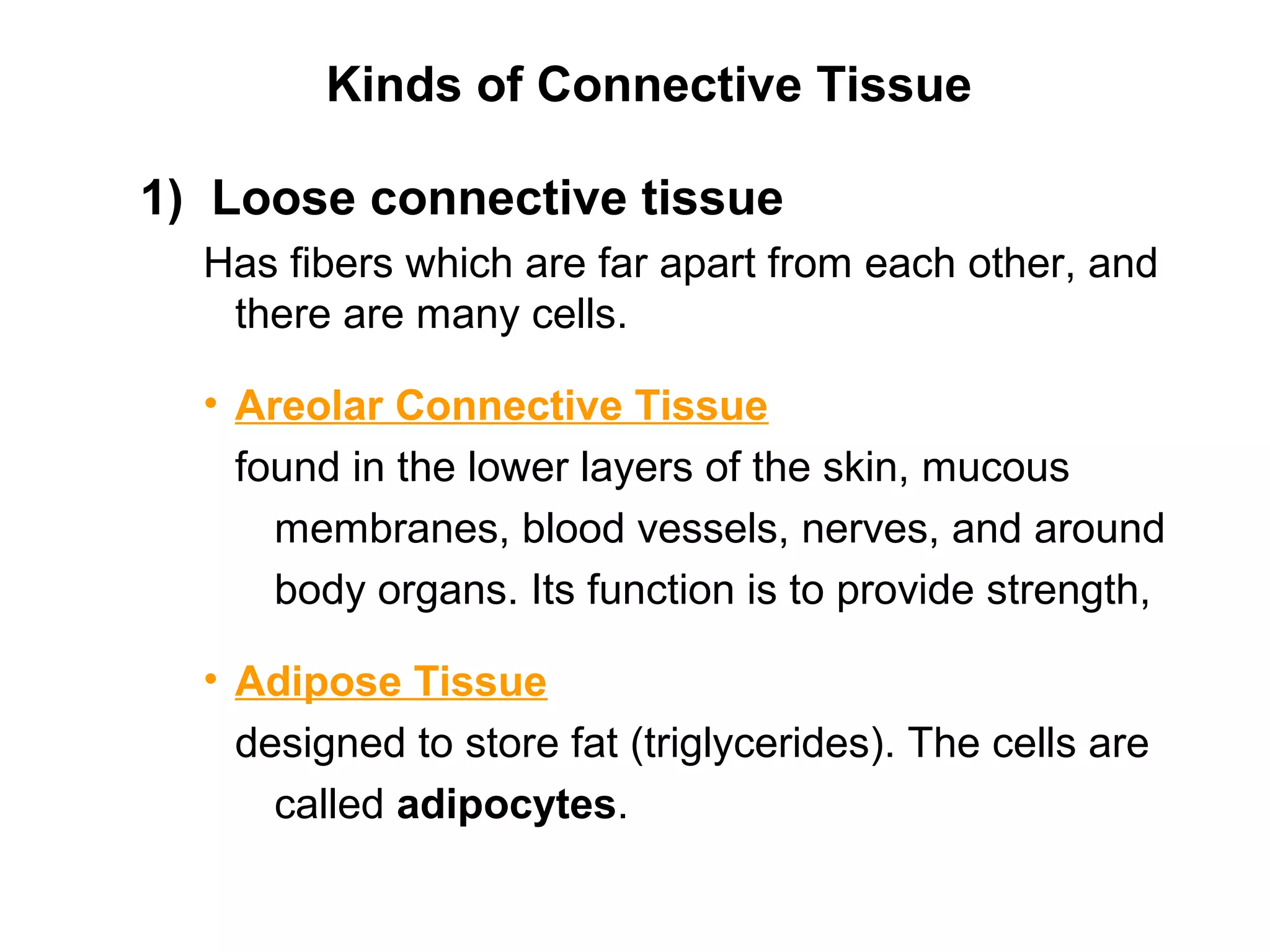 Kinds of Connective Tissue
1) Loose connective tissue
Has fibers which are far apart from each other, and
there are many cells.
• Areolar Connective Tissue
found in the lower layers of the skin, mucous
membranes, blood vessels, nerves, and around
body organs. Its function is to provide strength,
• Adipose Tissue
designed to store fat (triglycerides). The cells are
called adipocytes.
 